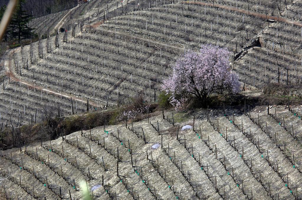 Cascina Arcangelo Raffaele Verduno Buitenkant foto